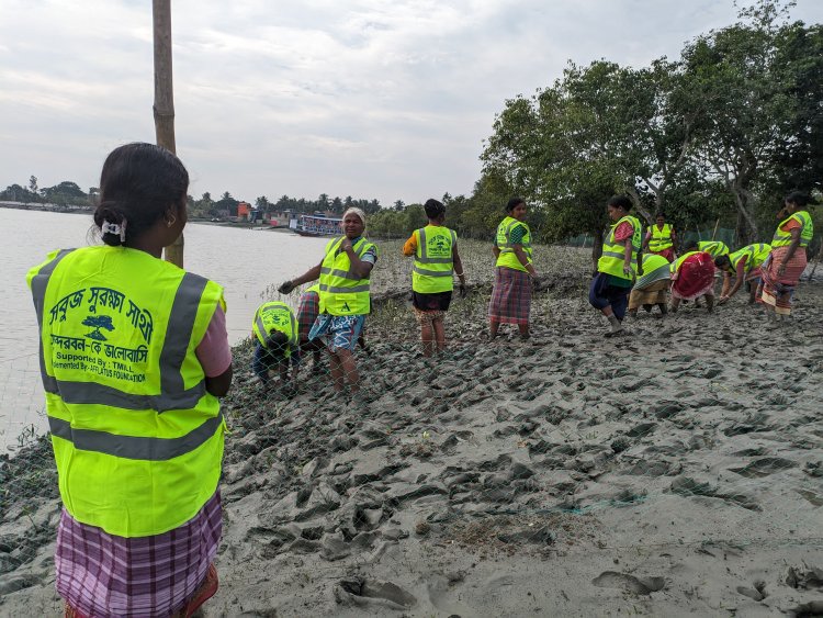 Sundarbans Gets Greener: 1.5 Lakh Mangrove Saplings Planted in Kumirmari, Gosaba Block – TMILL and Afflatus Foundation Gear Up for Another 1 Lakh Plantation This Year.